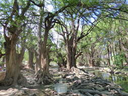 Image of Mexican Cypress