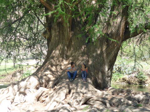 Image of Mexican Cypress