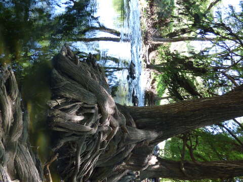 Image of Mexican Cypress