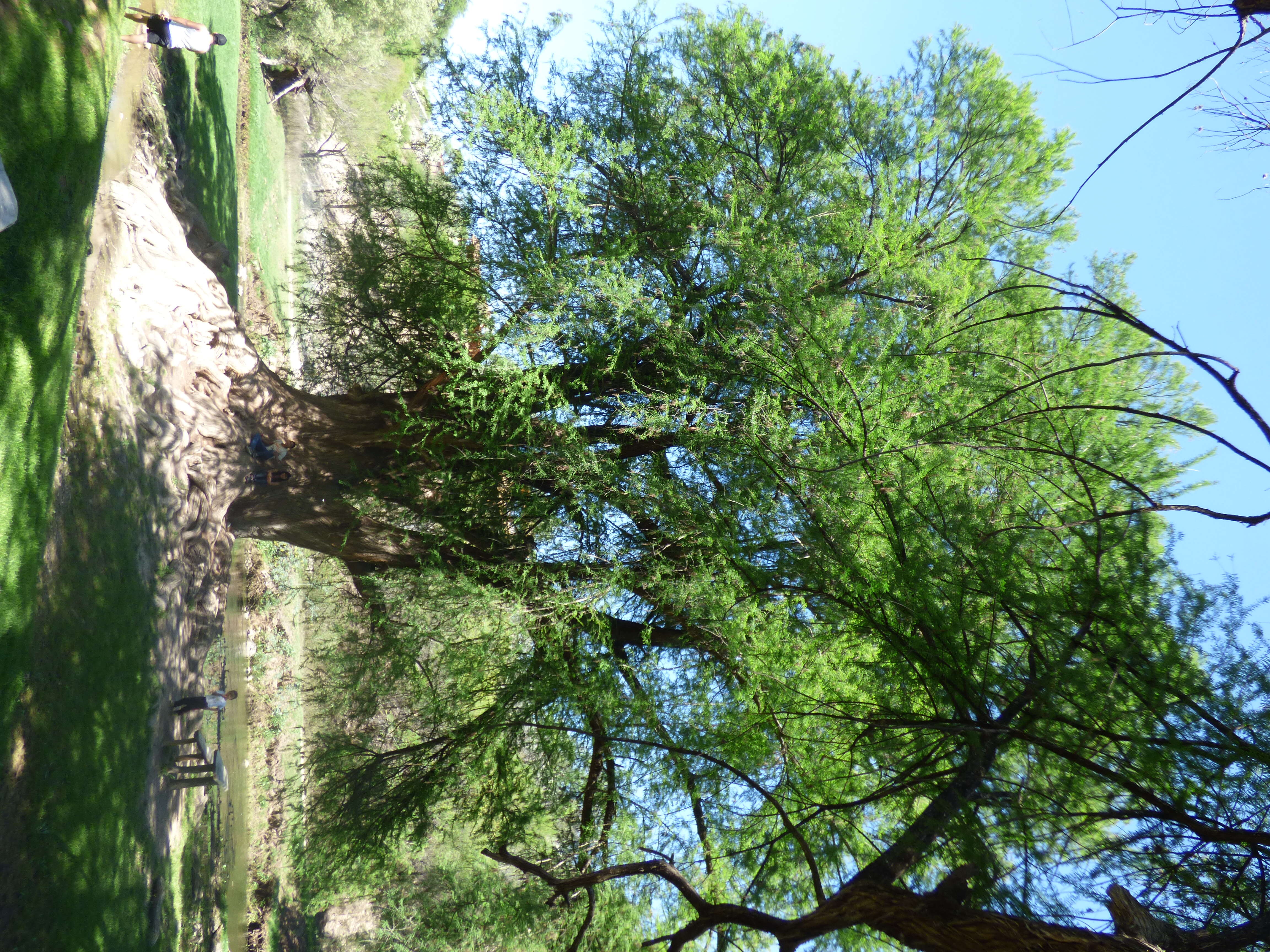 Image of Mexican Cypress