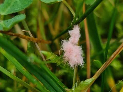 Laetisaria roseipellis的圖片