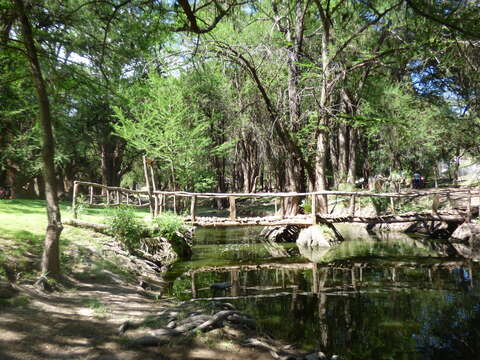 Image of Mexican Cypress