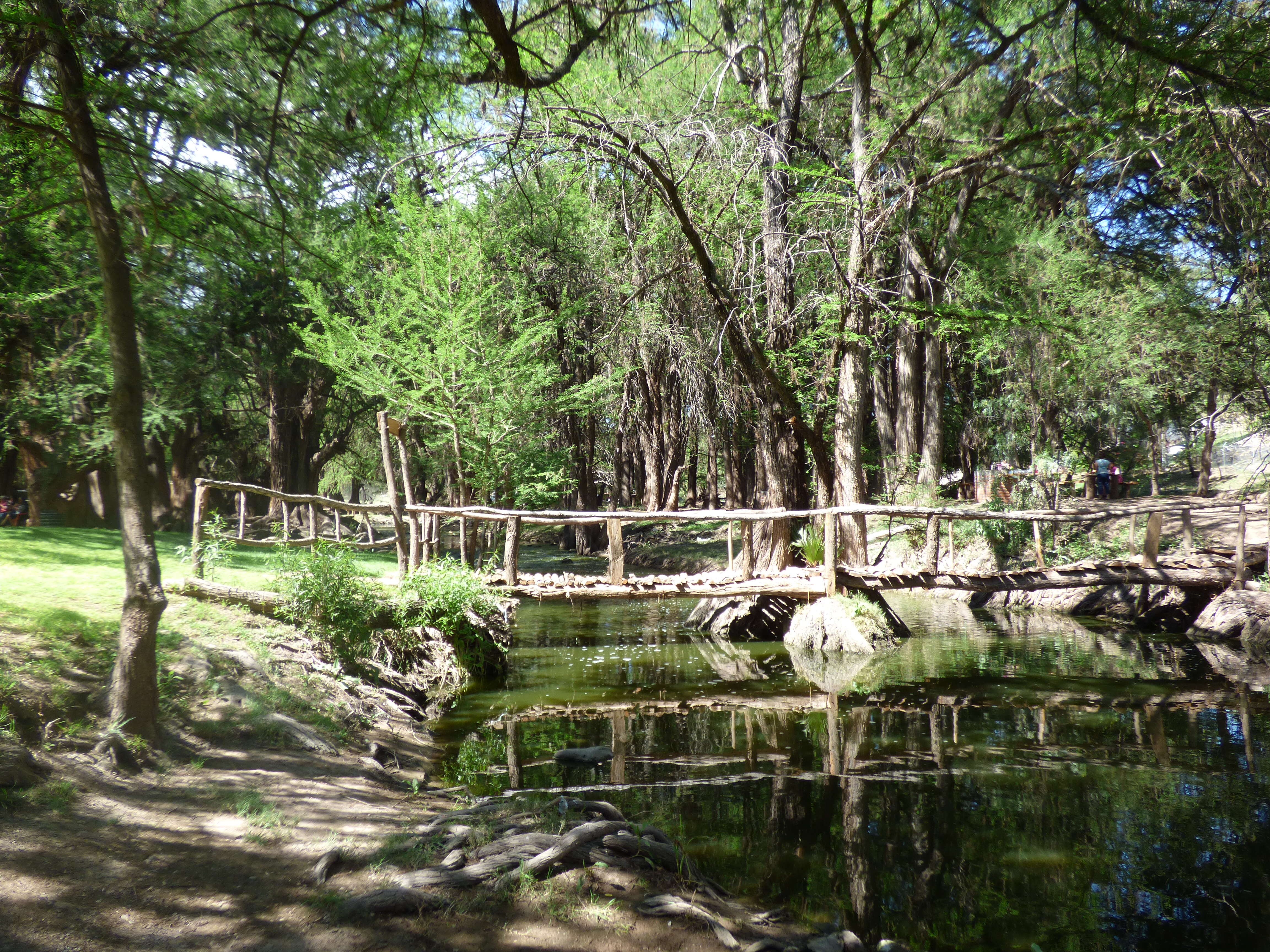 صورة Taxodium mucronatum Ten.