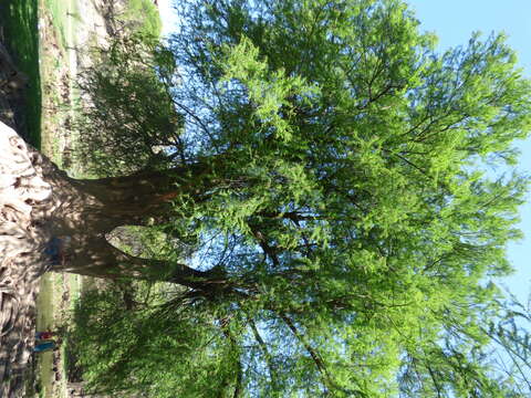 Image of Mexican Cypress