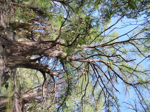 Image of Mexican Cypress