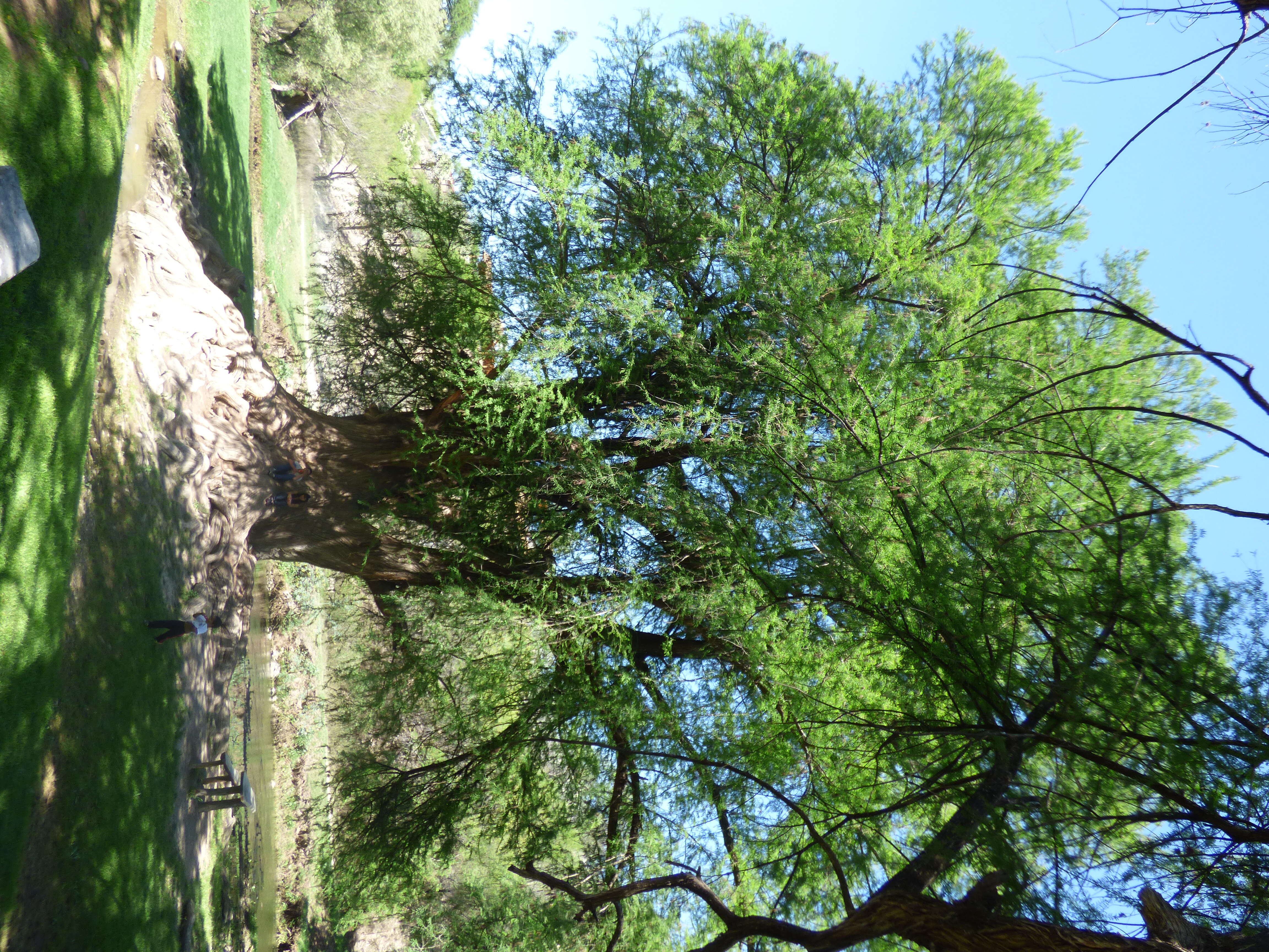 Image of Mexican Cypress