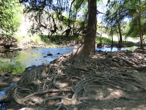 Image of Mexican Cypress