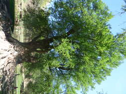 Image of Mexican Cypress