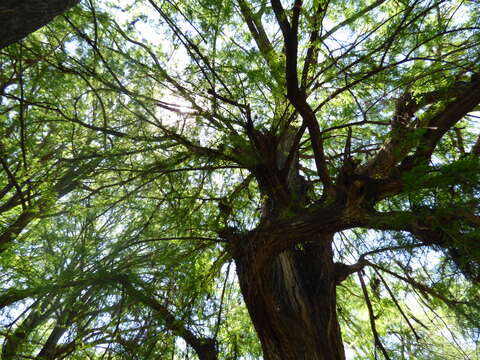 Image of Mexican Cypress