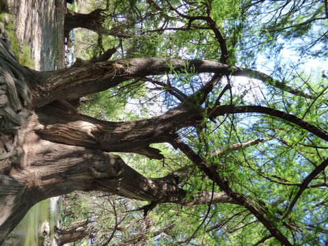 Image of Mexican Cypress