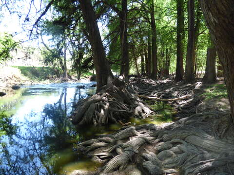 Image of Mexican Cypress