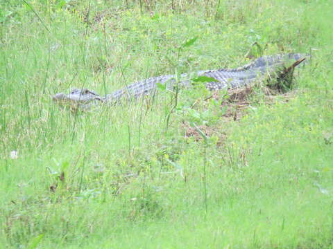 Image of alligators