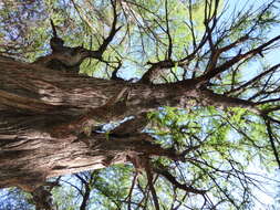 Image of Mexican Cypress