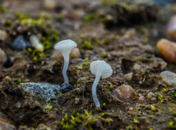 Sivun Hemimycena ignobilis Joss. ex Bon 1983 kuva