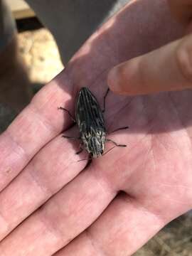 Image of Flatheaded Pine Borer