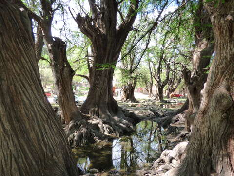 Image of Mexican Cypress