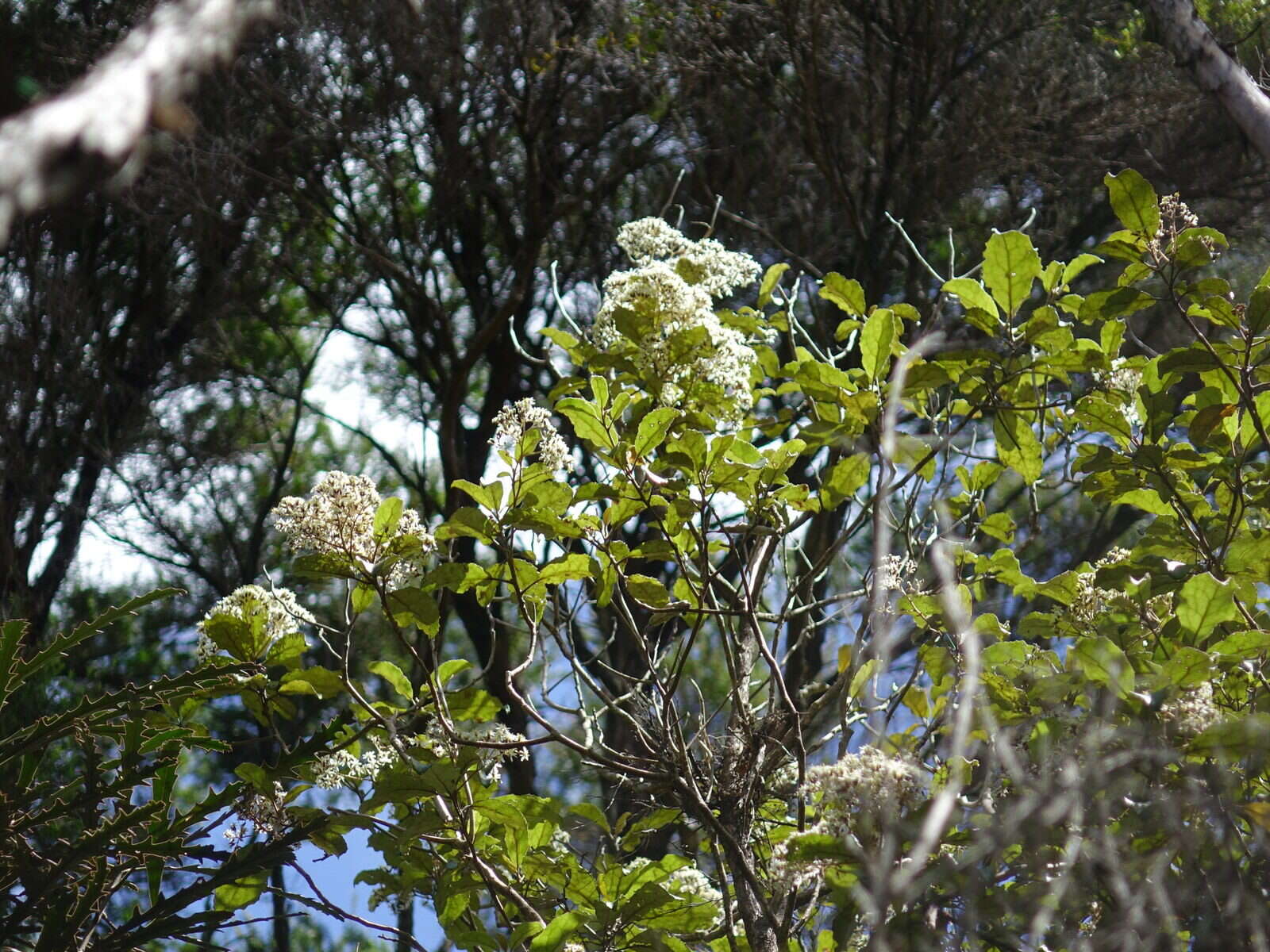 Image of <i>Olearia <i>rani</i></i> var. rani