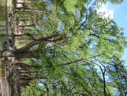 صورة Taxodium mucronatum Ten.