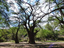 Image of Mexican Cypress