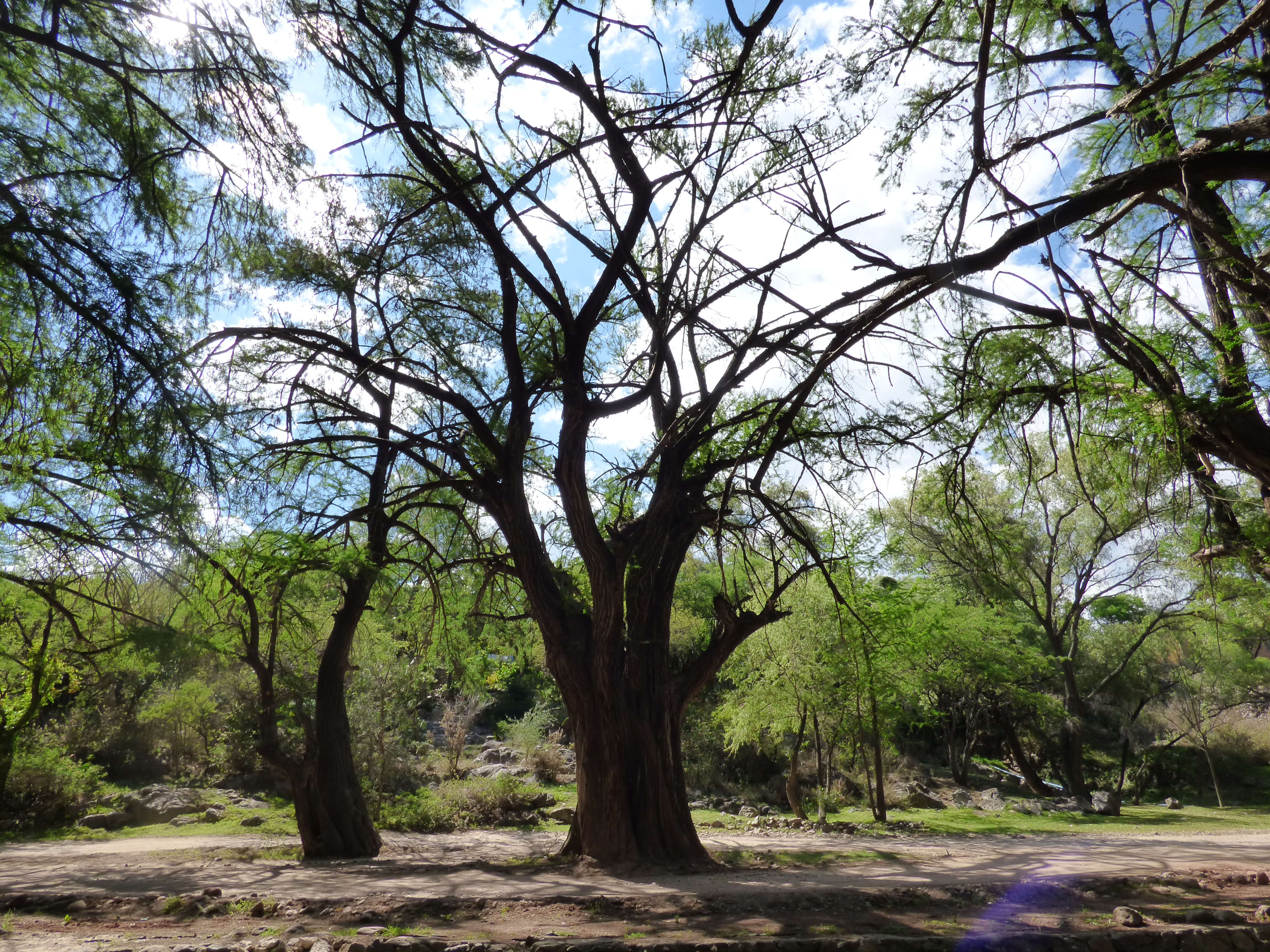 Image of Mexican Cypress