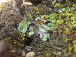 Image of Mannia gracilis (F. Weber) D. B. Schill & D. G. Long