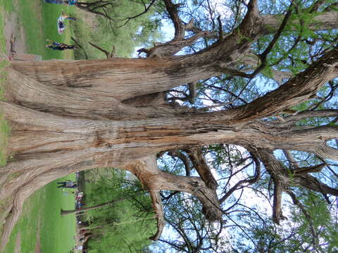 Image of Mexican Cypress