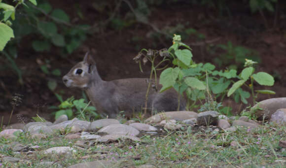 Image of Pediolagus salinicola