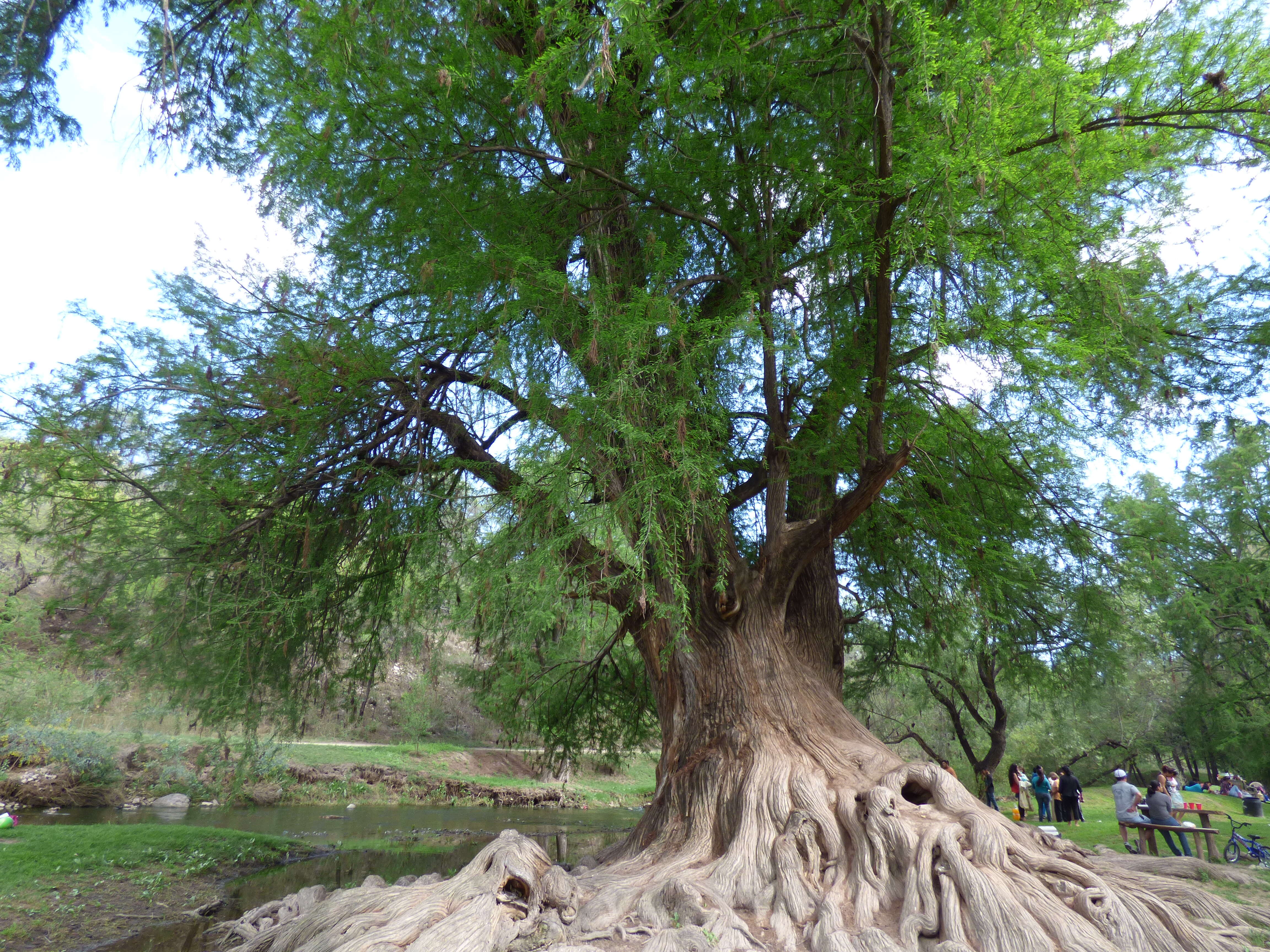 Image of Mexican Cypress