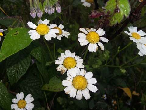 Image of feverfew