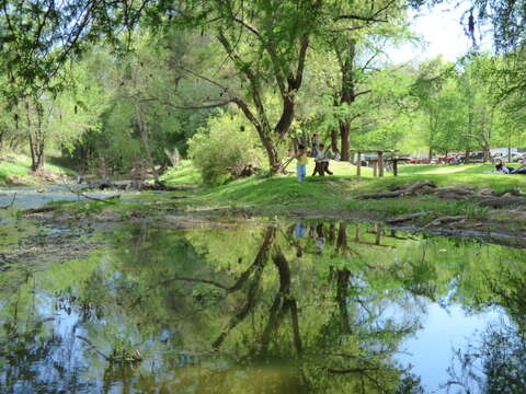 Image of Mexican Cypress