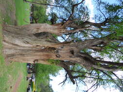 صورة Taxodium mucronatum Ten.