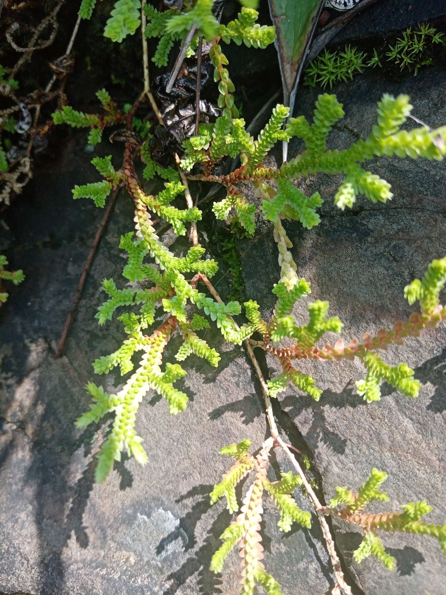 Image of Selaginella delicatissima Linden