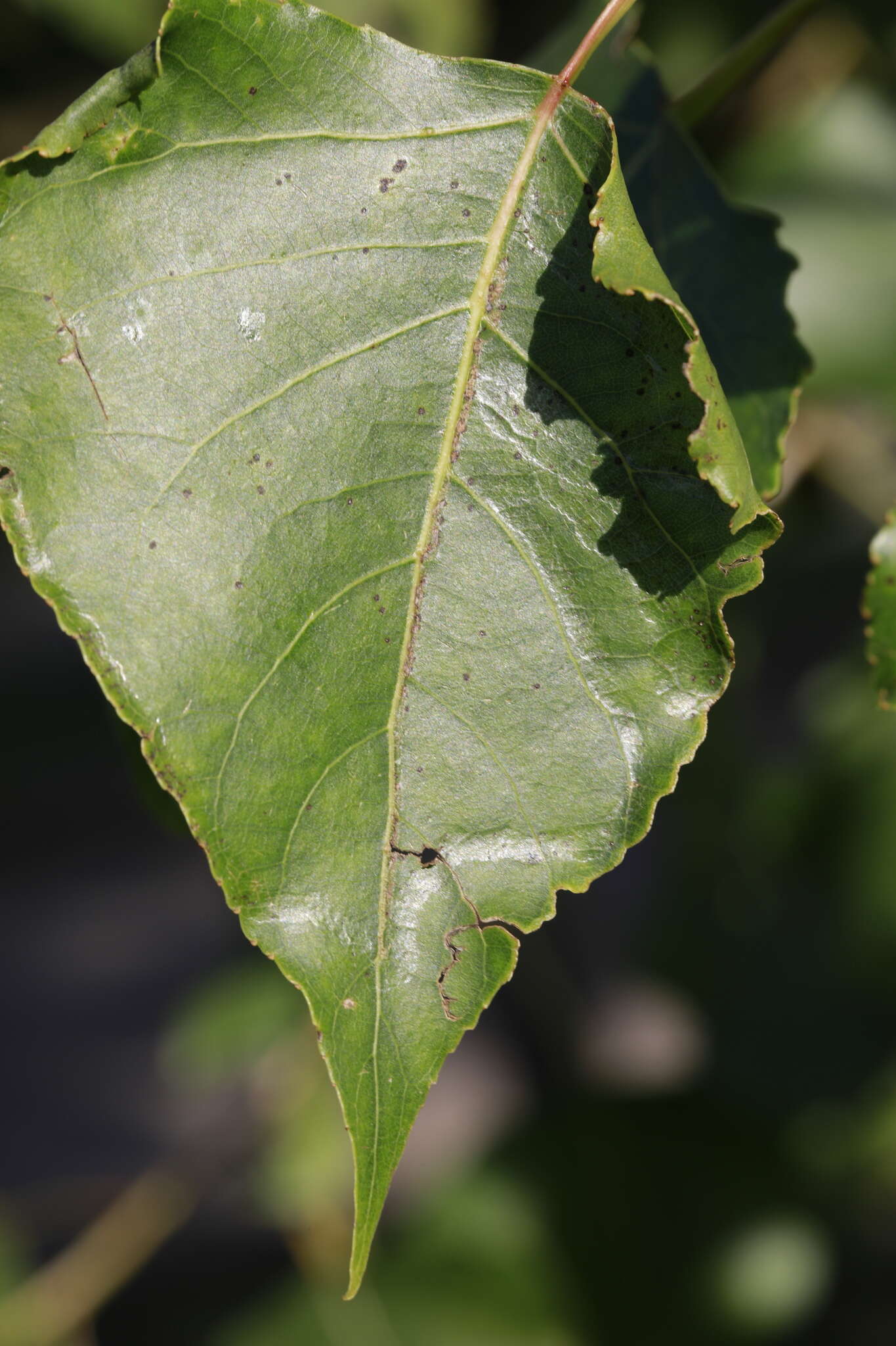 Image of Phyllocnistis unipunctella (Stephens 1834)