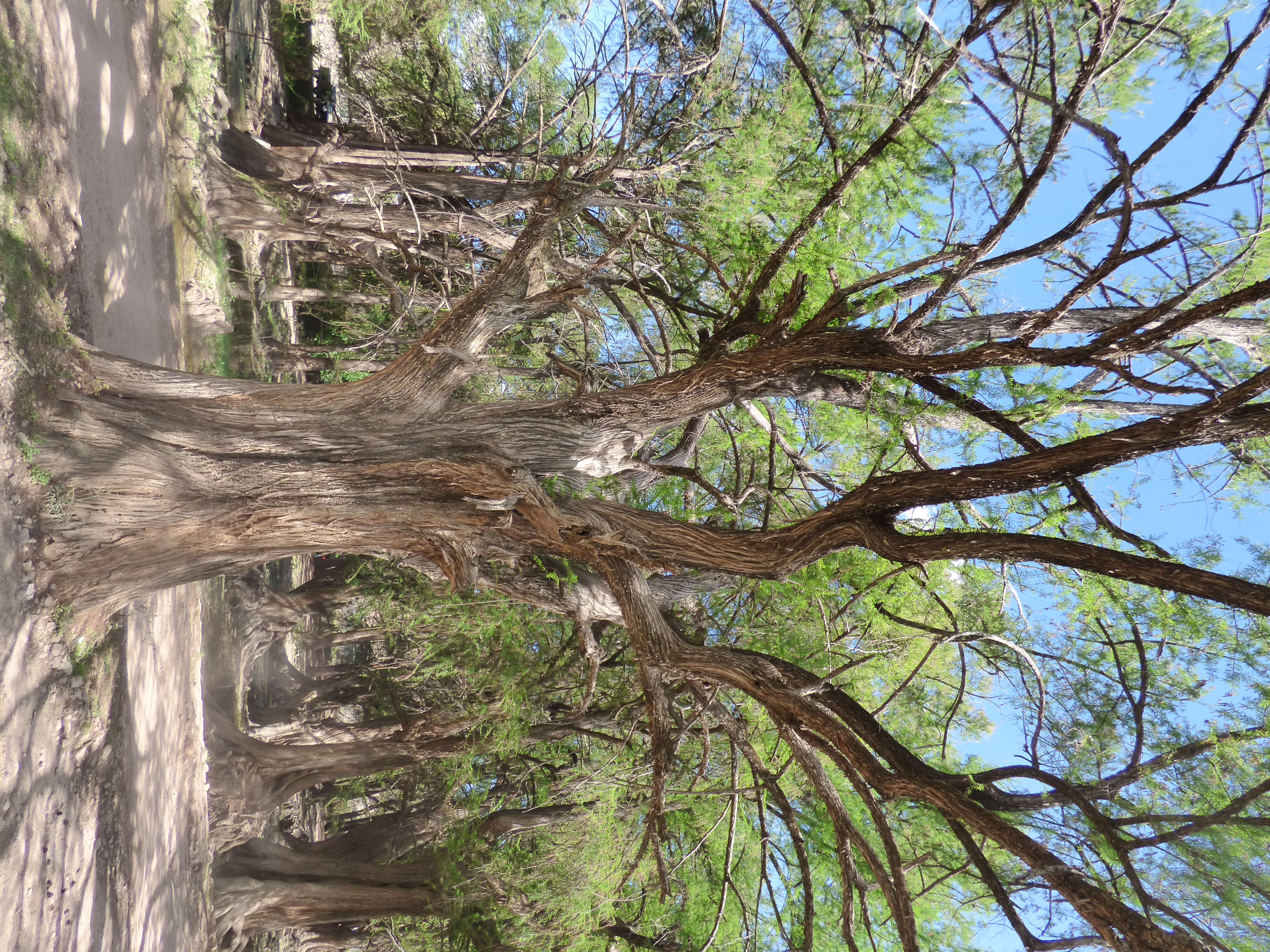 صورة Taxodium mucronatum Ten.