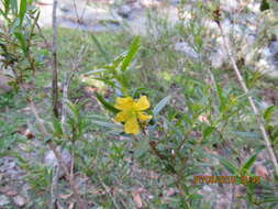 Image of shrubby yellowcrest