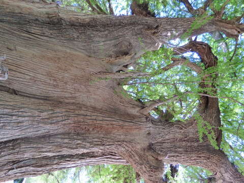 Image of Mexican Cypress