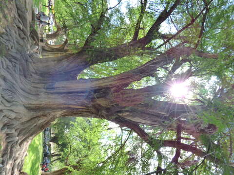 Image of Mexican Cypress