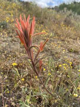 Слика од Castilleja subinclusa var. jepsonii (Bacig. & Heckard) J. M. Egger