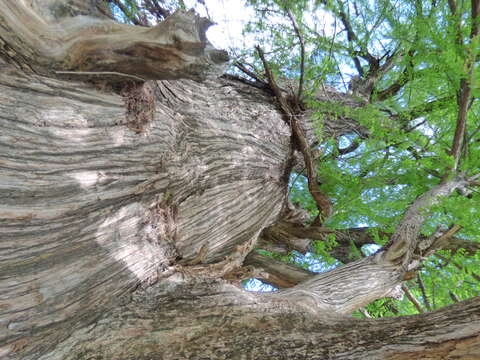 Image of Mexican Cypress