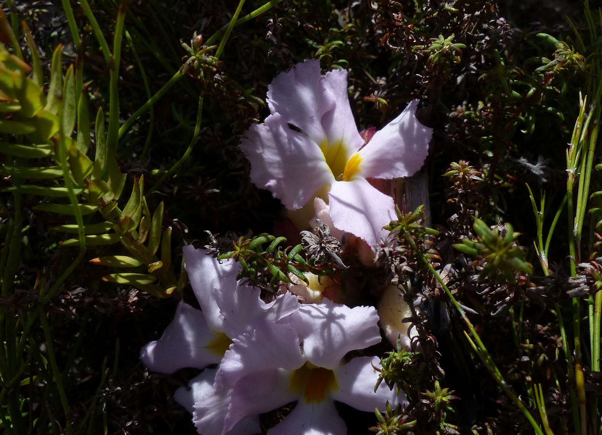 Image of Purple Inkflower