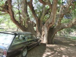 صورة Taxodium mucronatum Ten.