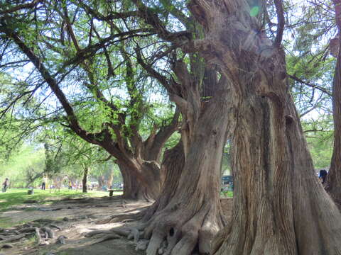 Image of Mexican Cypress