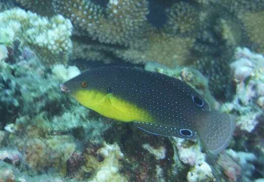 Image of Twister Wrasse