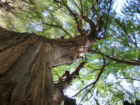 Image of Mexican Cypress