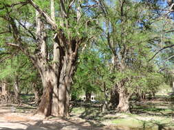 Image of Mexican Cypress