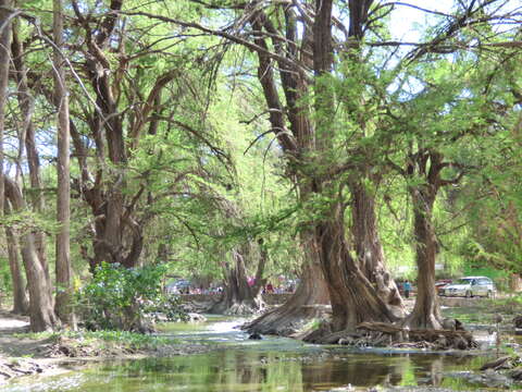 Image of Mexican Cypress