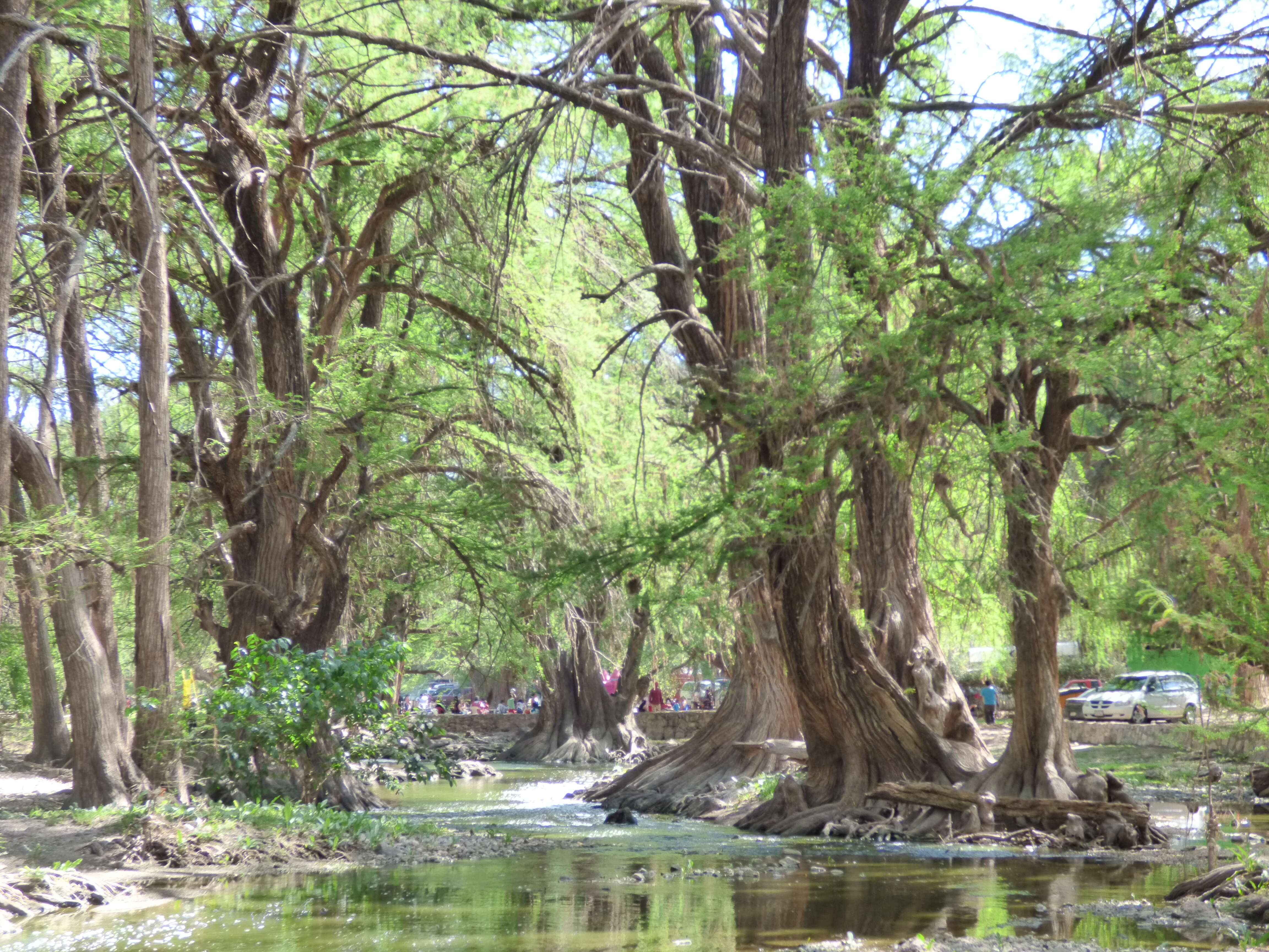 صورة Taxodium mucronatum Ten.