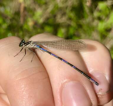 Image of Turkish Damselfly