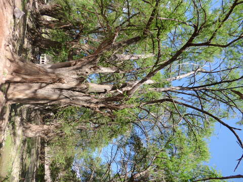 Image of Mexican Cypress