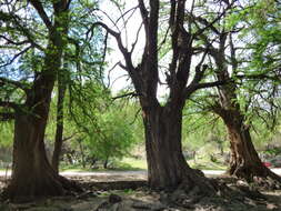 Image of Mexican Cypress